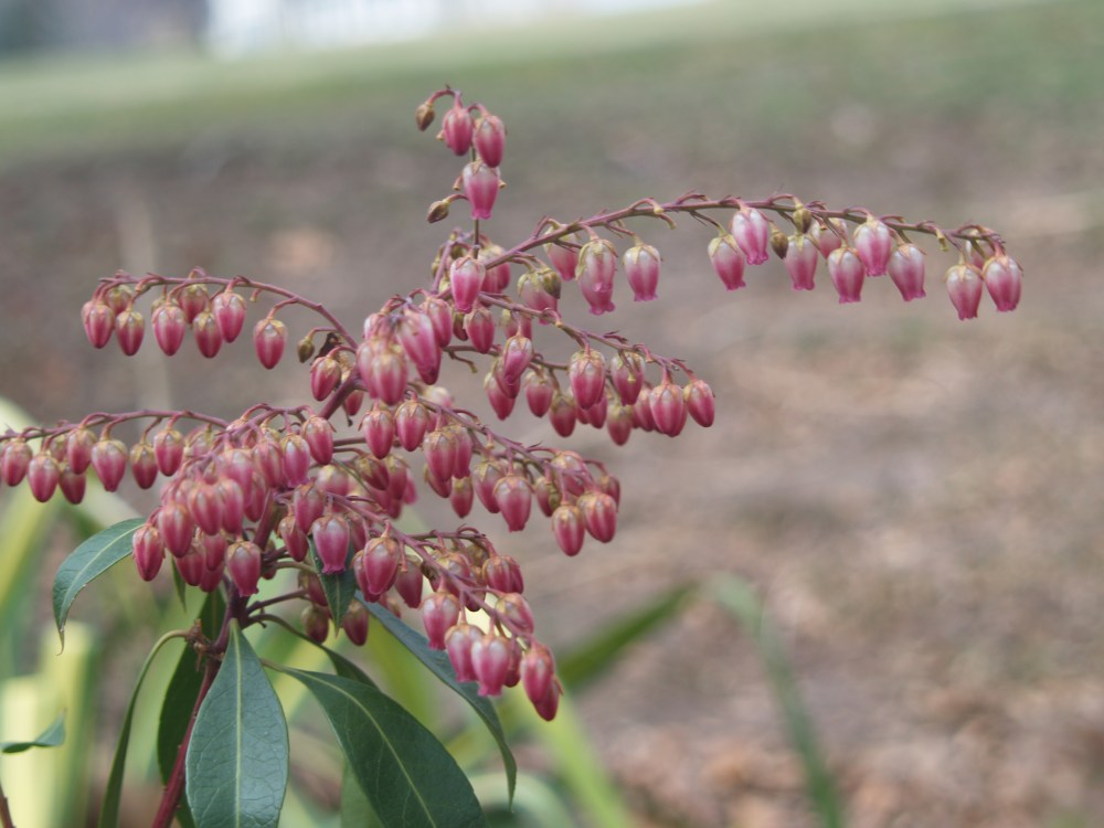 With dark red new growth Katsura is bound to be a favorite. So far it appears tolerant of clay soils. 