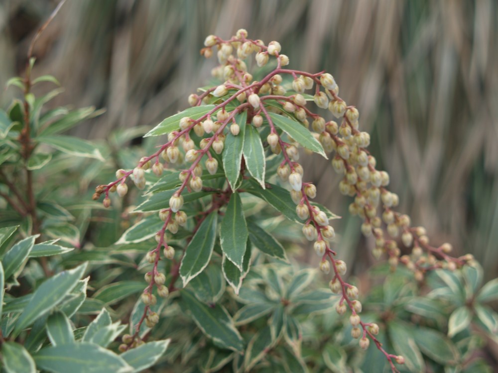 The variegated Little Heath  