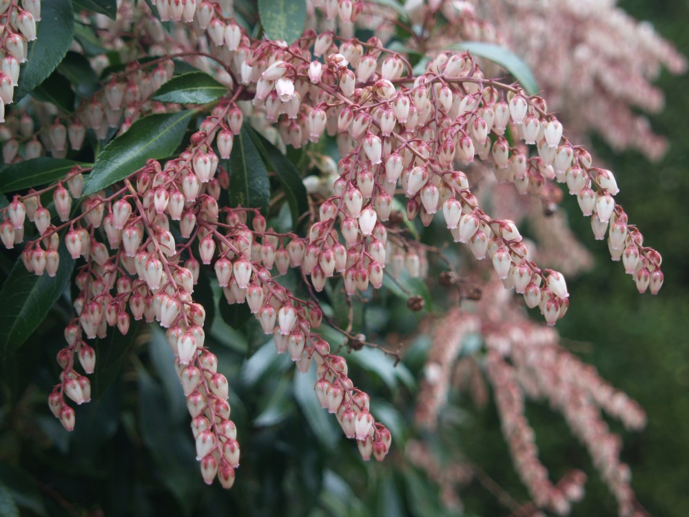 Dorothy Wycoff is the most vigorous pieris in the garden. It is planted at the intersection of the driveway and path to the rear garden so that bees must be avoided in early spring.  