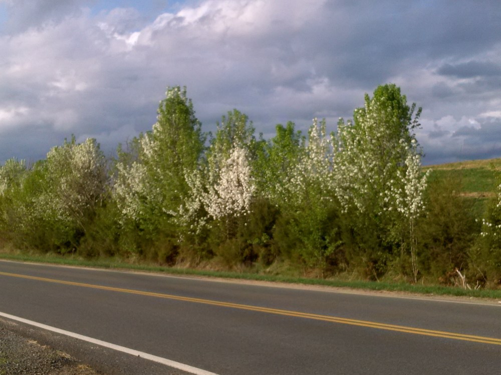 Hundreds of Callery pears seedlings line this fence row in rural northern Virginia.