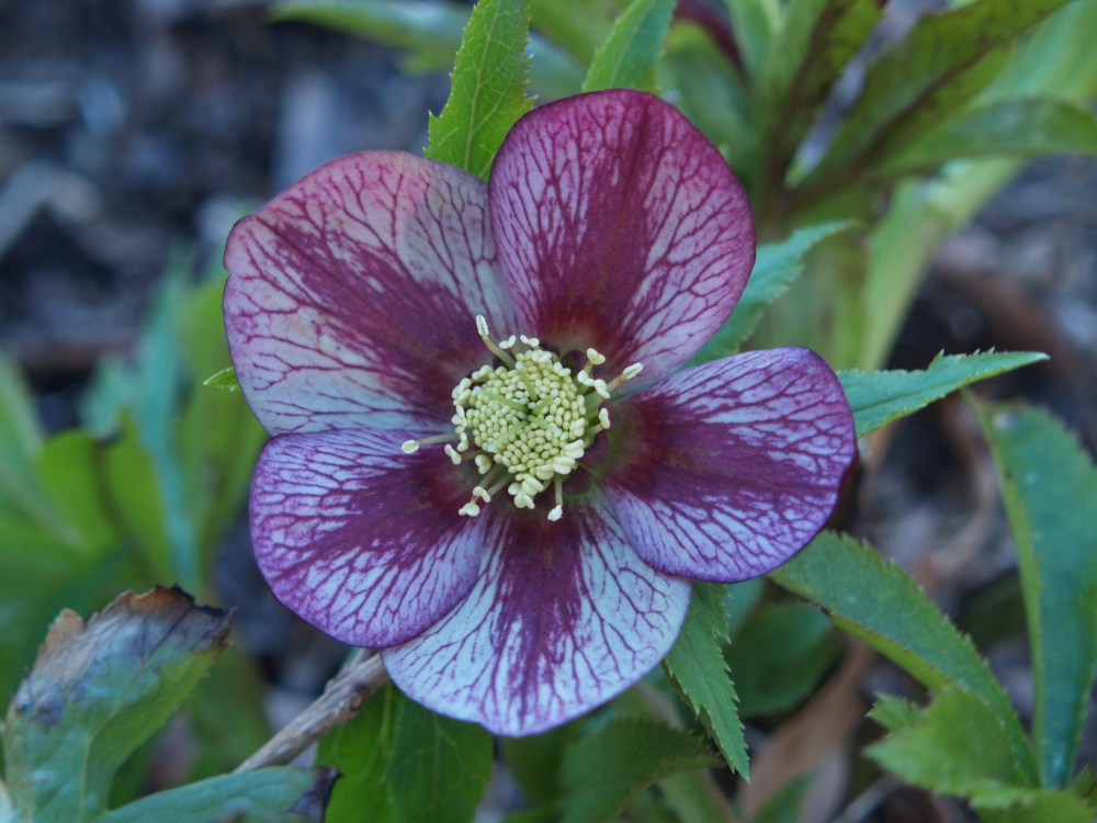 An unidentified hellebore flowering in early April