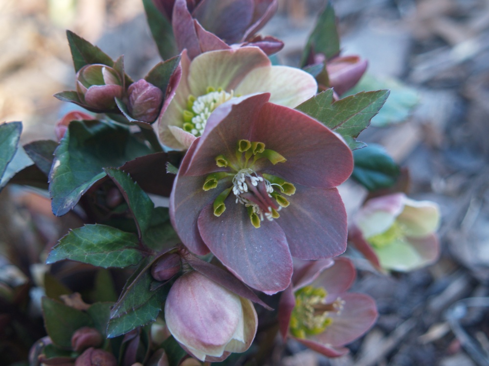An exceptional hellebore, but unfortunately its name has been forgotten 