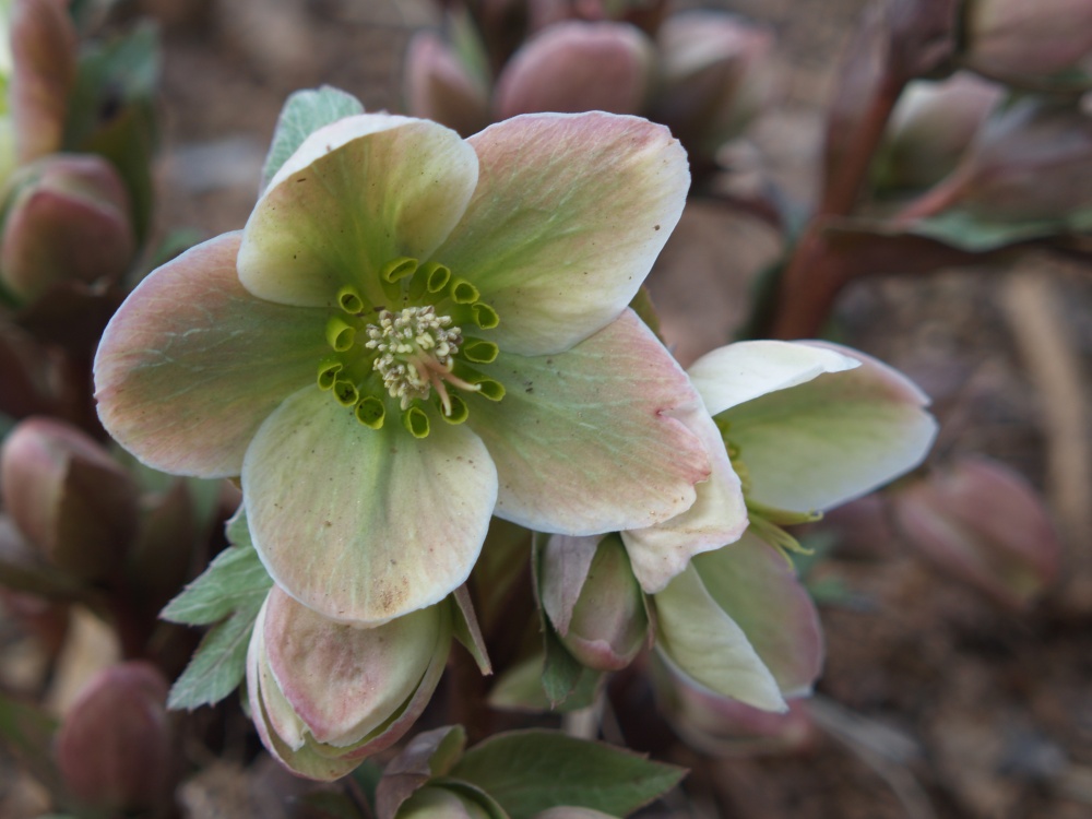 Ivory Prince hellebore in early April