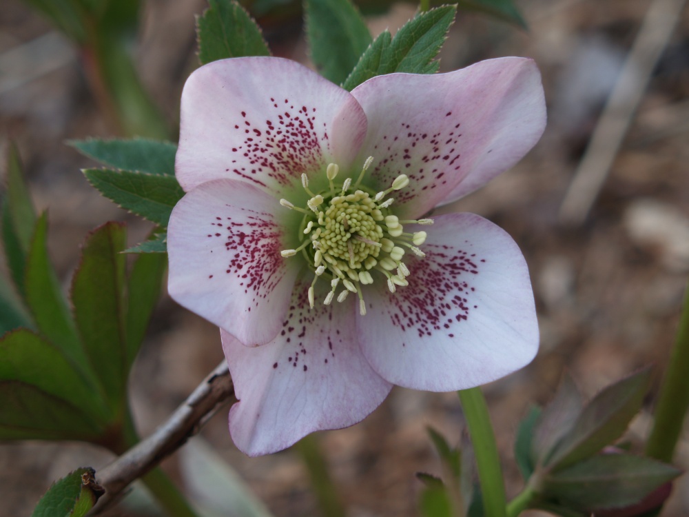 Another splendid hellebore with a name I can't recall