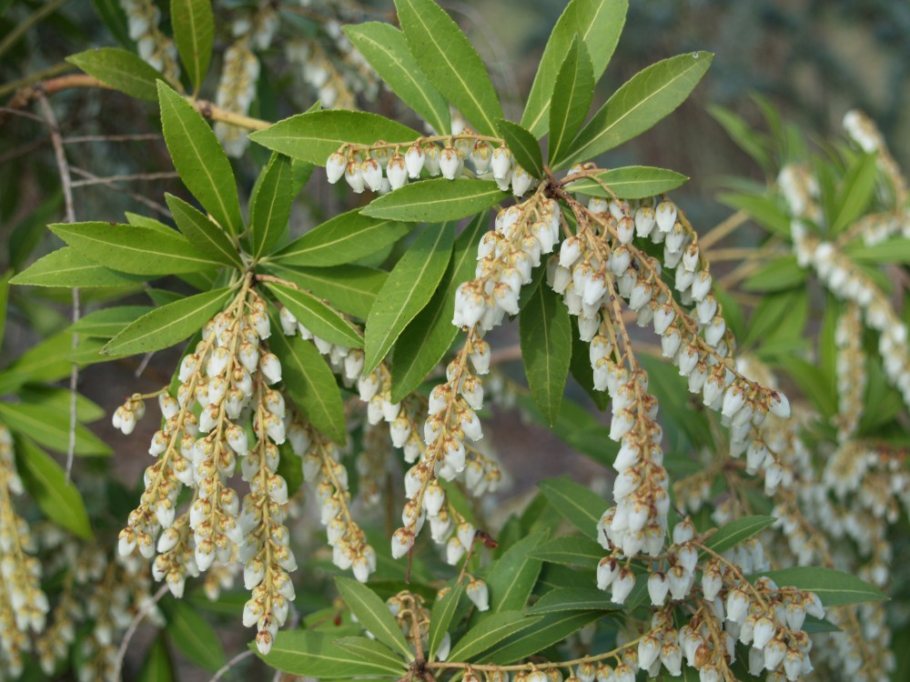 Snowdrift pieris is exceptional in bloom, ordinary after flowering  