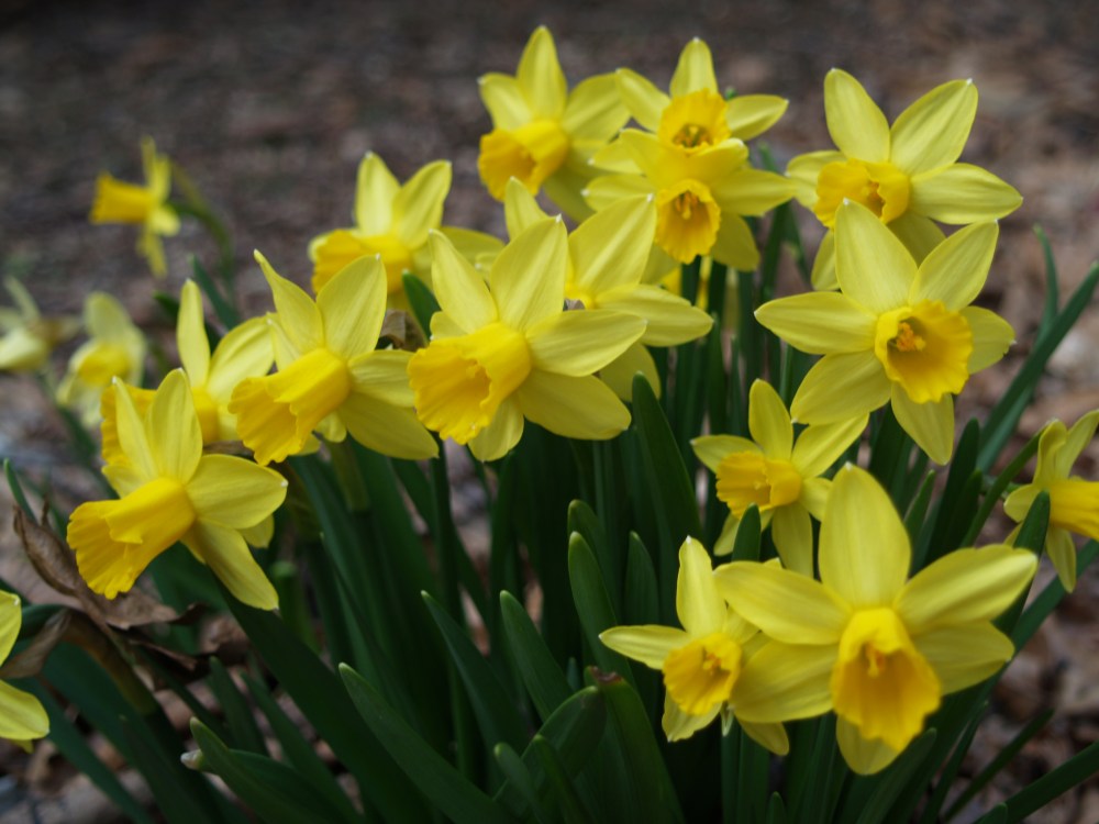 FebruaryGold occasionally flowers in February, but rarely in April