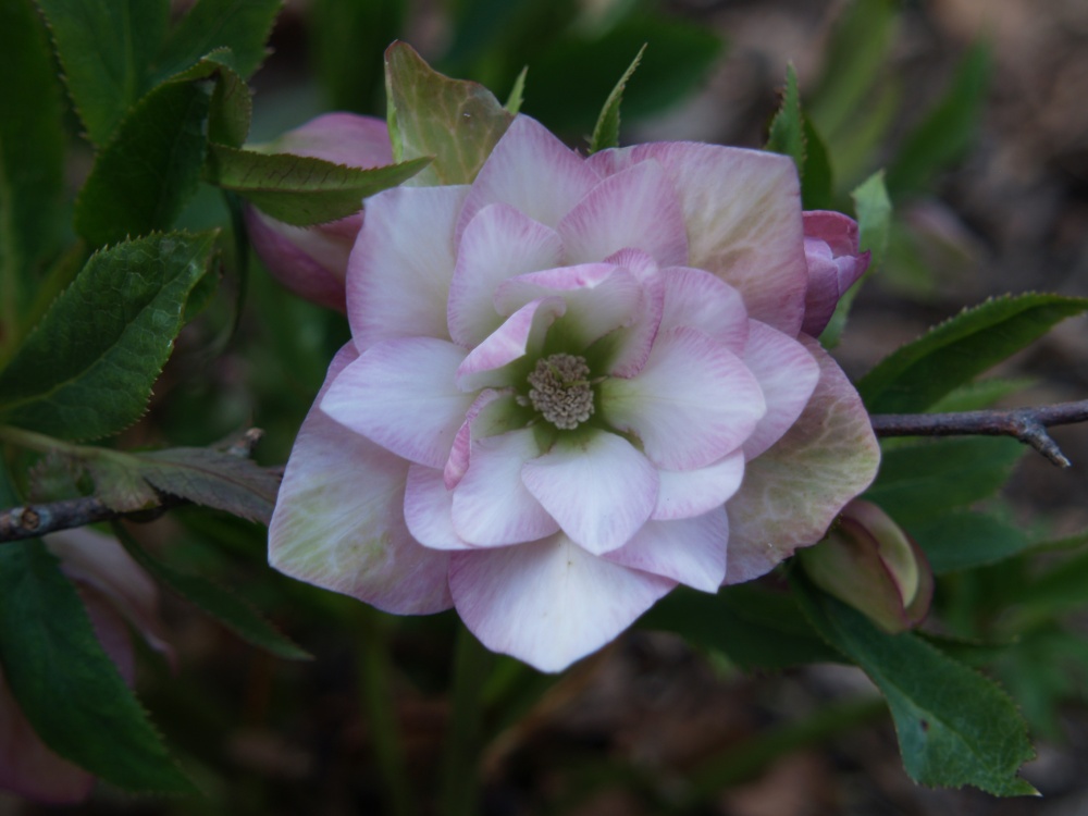 An unidentified, but marvelous hellebore in early April