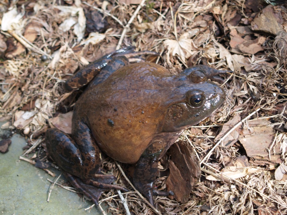 We've seen this large bullfrog occasionally at the edge of the front pond, and he never seems excited to see us. 