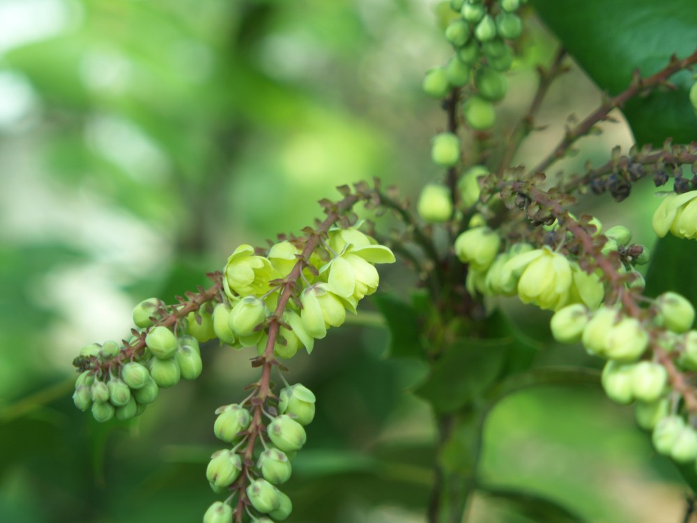 Leatherleaf mahonia often flowers in February, but more commonly in early March.