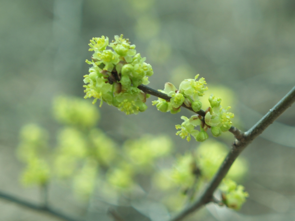 Small flowers of spicebush in early April