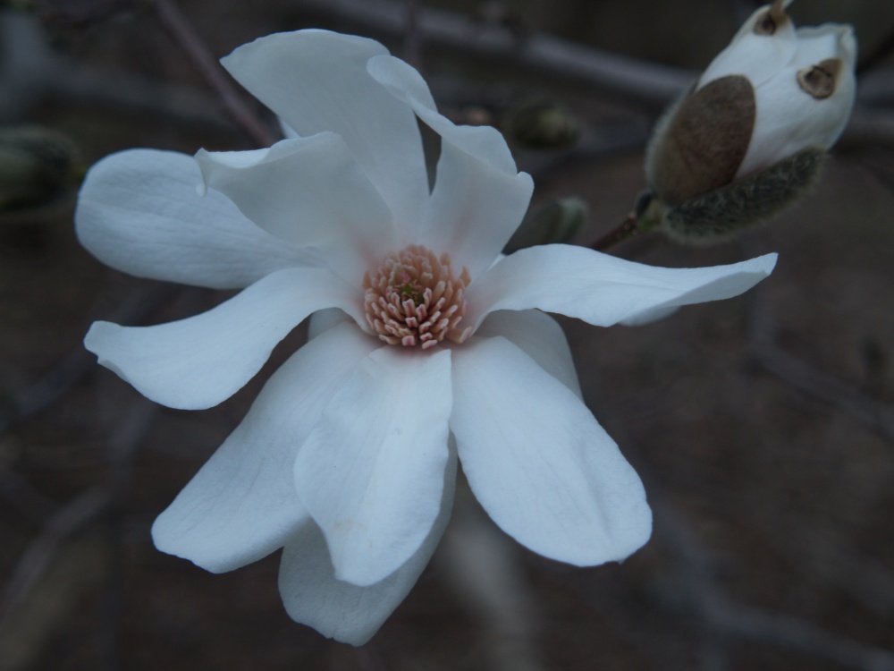 Dr. Merrill has fewer and wider petals than Royal Star, but they flower about the same time in late winter/ early spring.