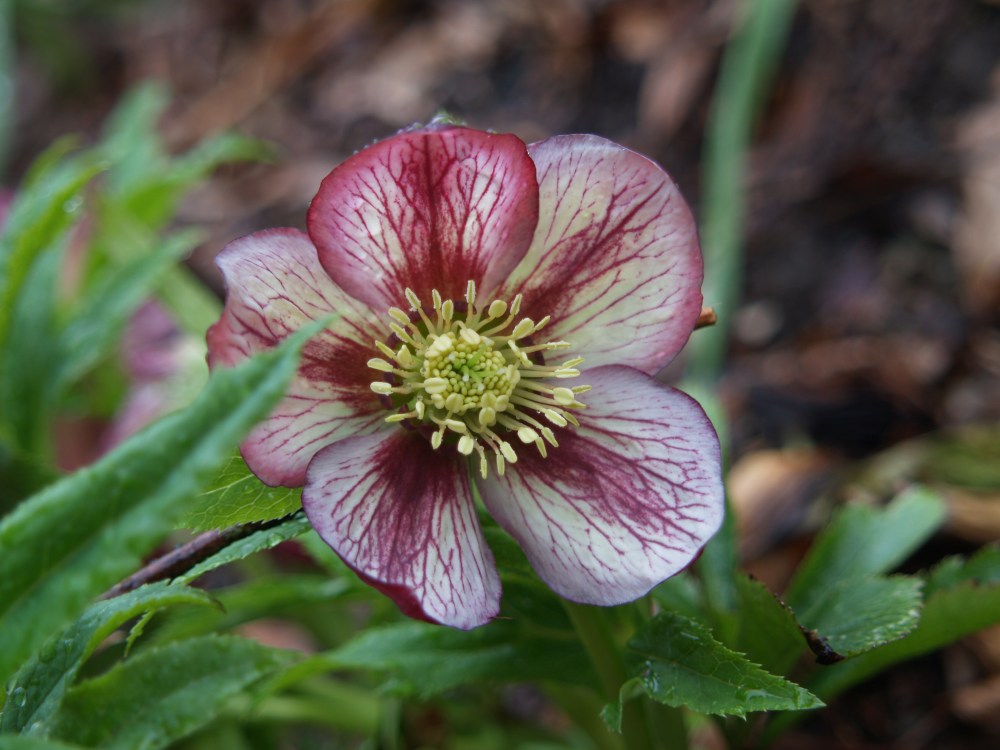 Another lovely hellebore in early April