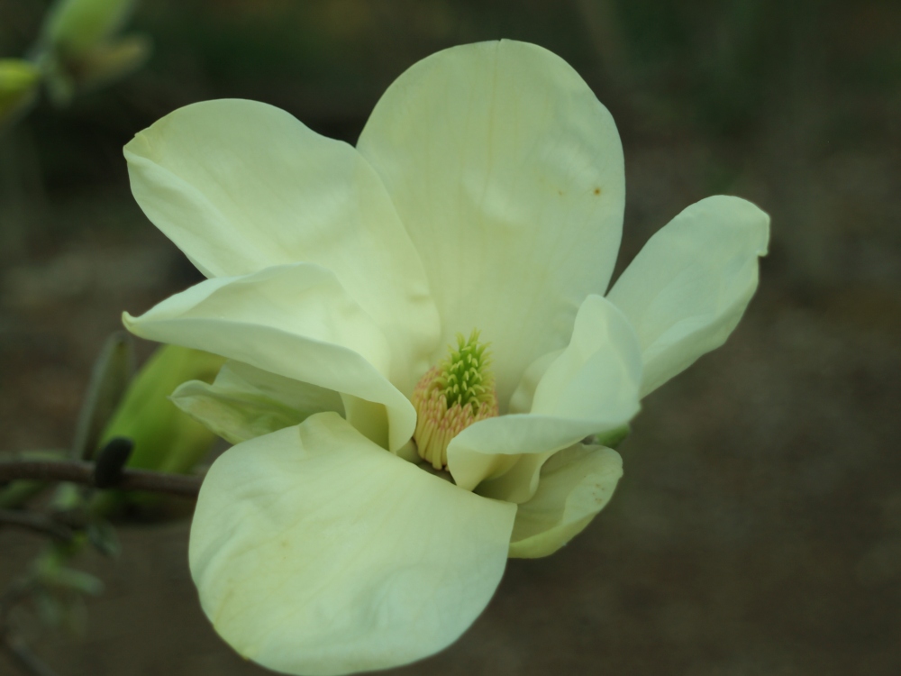 Elizabeth magnolia