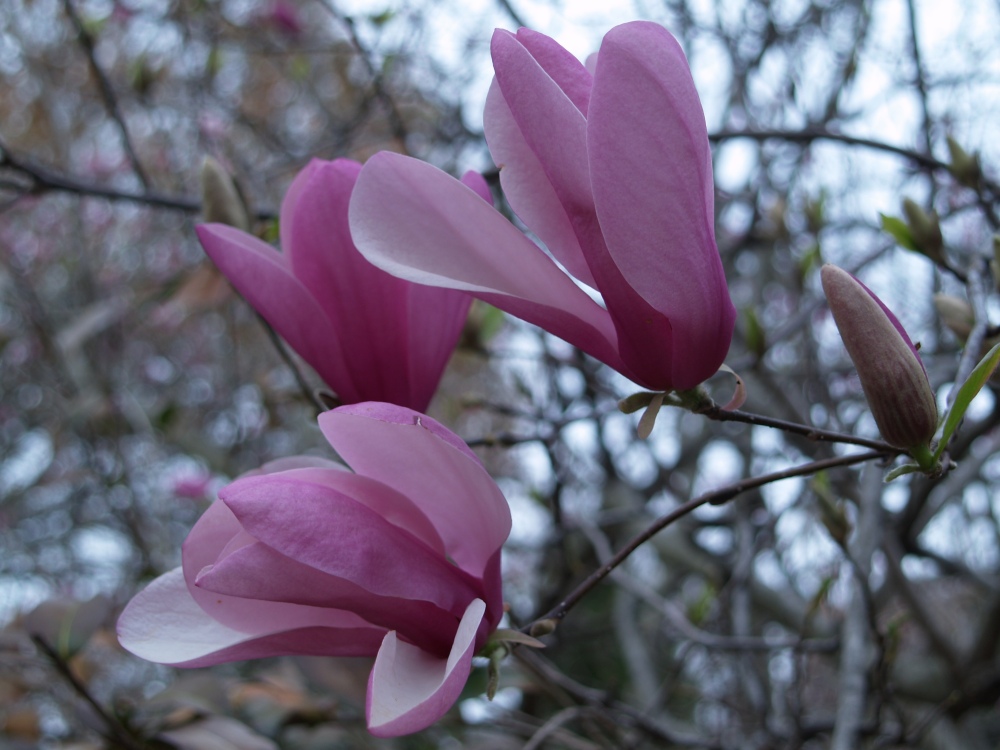 Jane magnolia