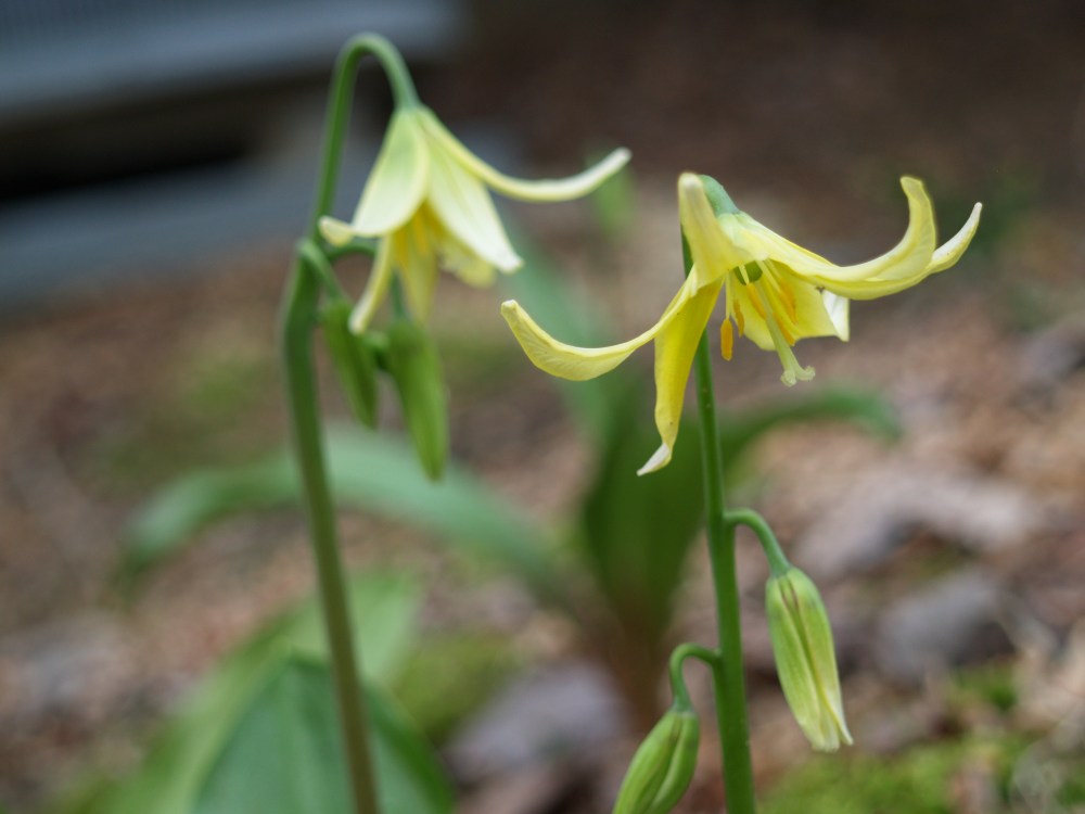 Dogtooth violet
