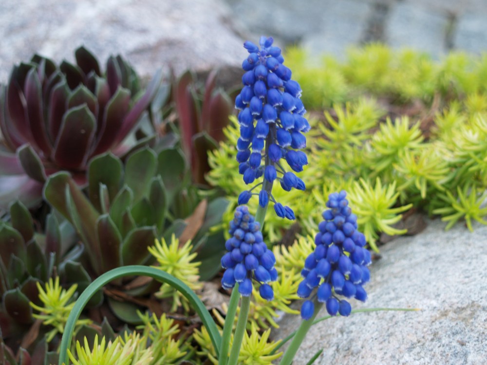 Muscari and sedum