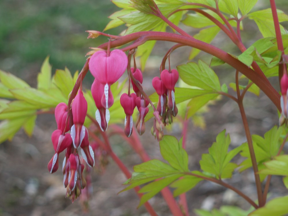 Bleeding hearts