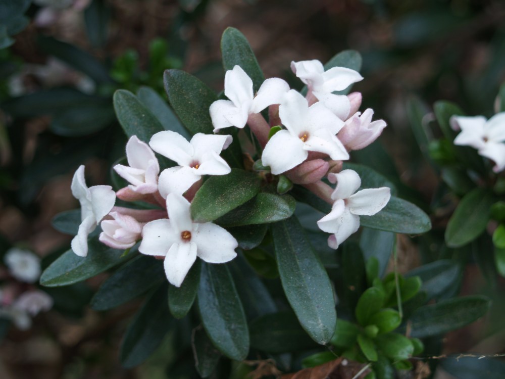 Eternal Fragrance daphne appeared ready to flower at any spell of warmth through the severe winter. Now, it will flower from April into November, maybe December. Only one of four daphnes failed to thrive. It was trampled by deer.
