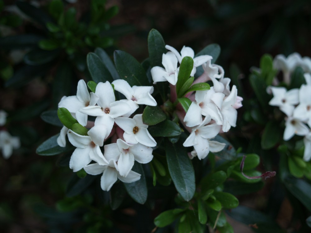 Eternal Fragrance is in full bloom. It will flower sporadically through November. 