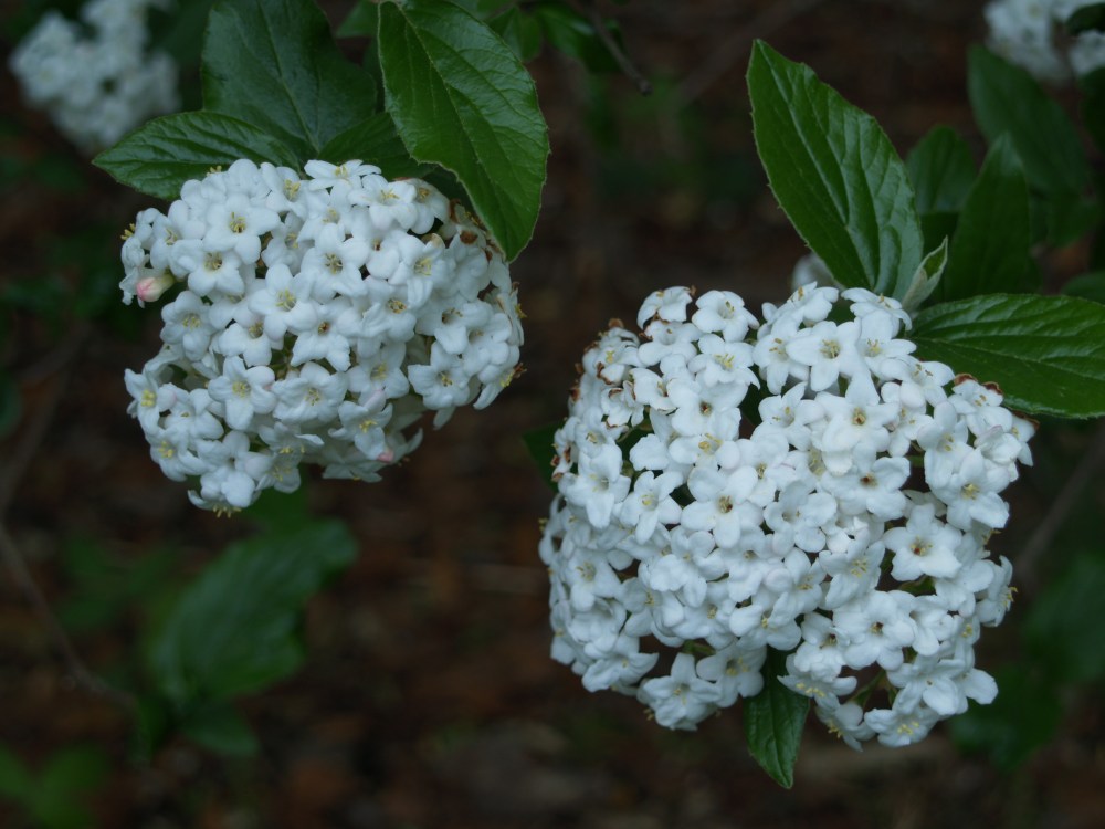 Burkwood viburnum is tall and lanky, and perfectly suited for placement along the forest's edge where its open habit is not so obvious.
