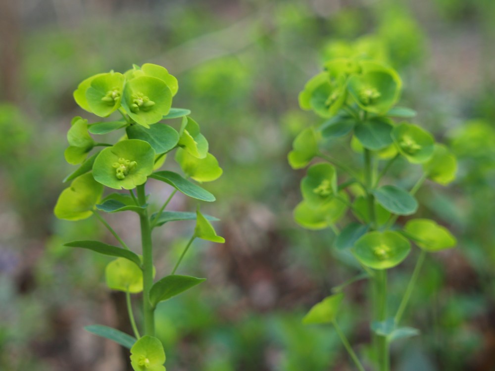 Robb's spurge