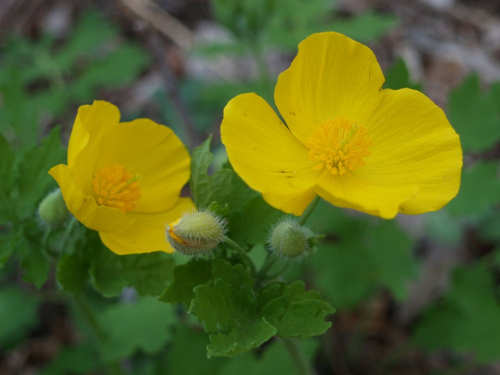 Wood poppies