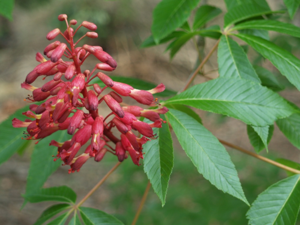 The Red  Buckeye has taken a more upright form in recent years, but it is hardly more than an upright growing shrub. It grows in the shade of tall maples and tuloip poplars, and if it was given more sun I suspect its branching would be denser. The shade does not inhiit flowering, and flowers and foliage are delightful.