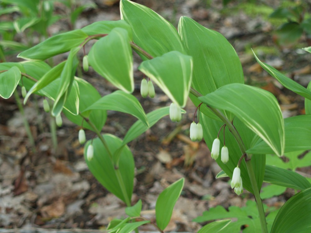 With more light after a few trees were lost, Solomon's Seal is spreading