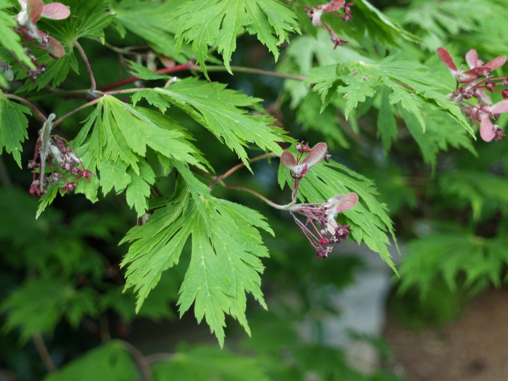 The Fernleaf Japanese maple has larger leaves than typical. Aututumn foliage color is unsurpassed.