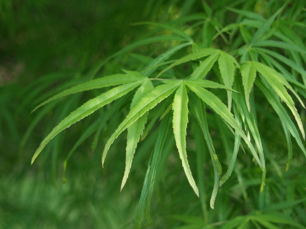 Scolopendrifolium Japanese maple has green, deeply divided leaves.