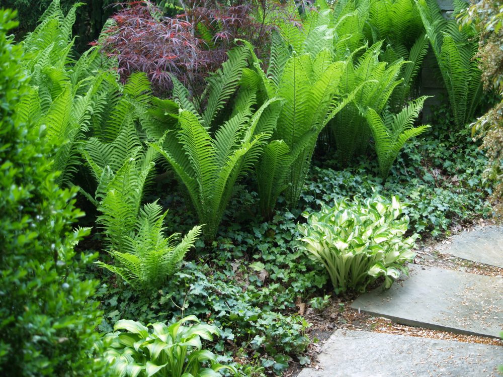 The Ostrich ferns were borrowed from damp shade