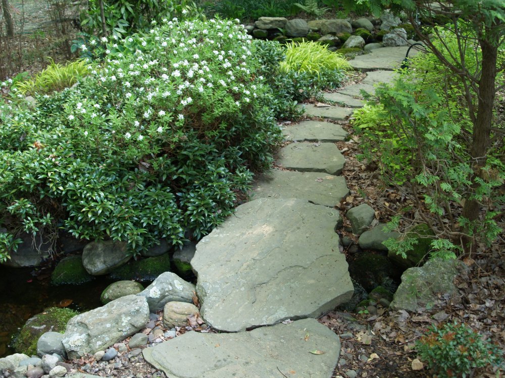 The stream orients just below the large stone slab that begins the path. Sweetbox has spread to fill this area, and as slow as it is to get started, now I must prune it to keep it from between stones and so it does not overwhelm Japanese Forest grass and Carol Mackie daphne. 