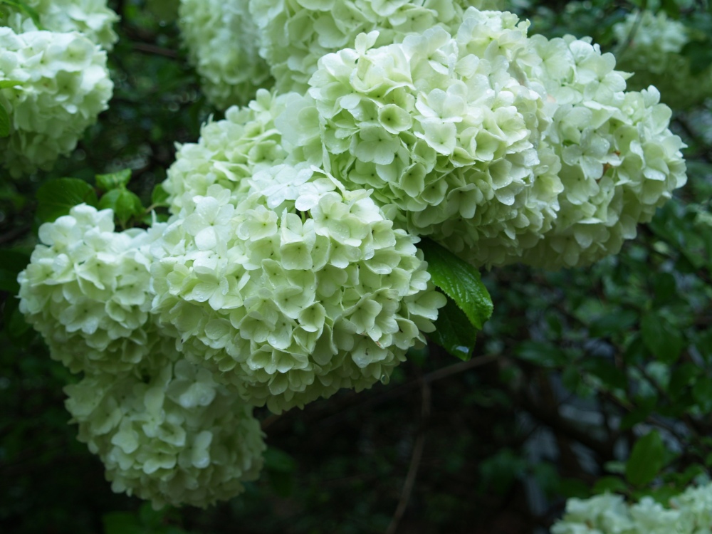 The Chinese Snowball viburnum has grown huge next to the library window to block whatever little light might enter from this shaded part of the garden. My wife persists in demanding that it be cut to a more appropriate size, but each year she becomes less forceful.