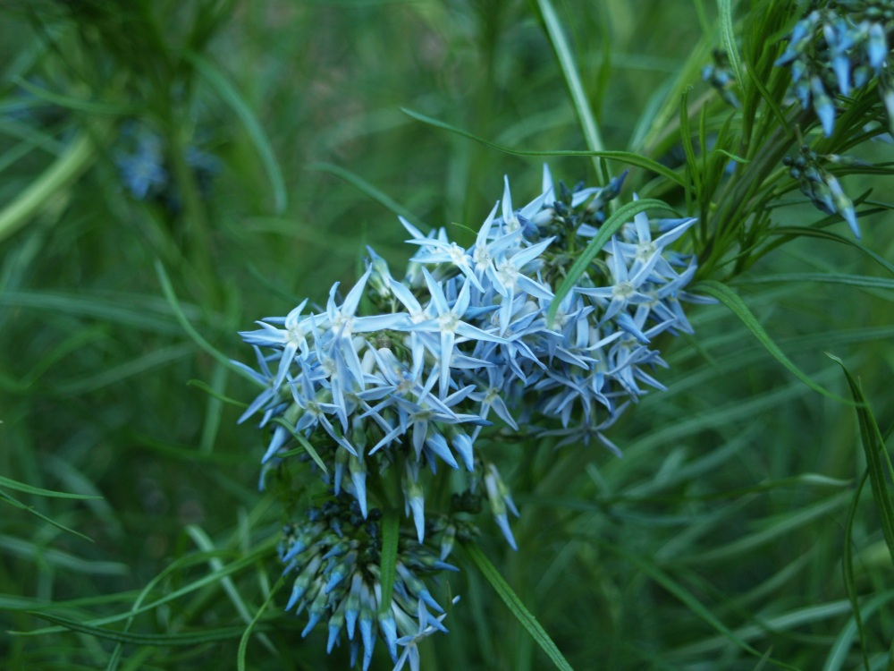 Amsonia hubrichtii (Blue Star) is a tough perennial with pleasant flowers and  excellent, lacy foliage.