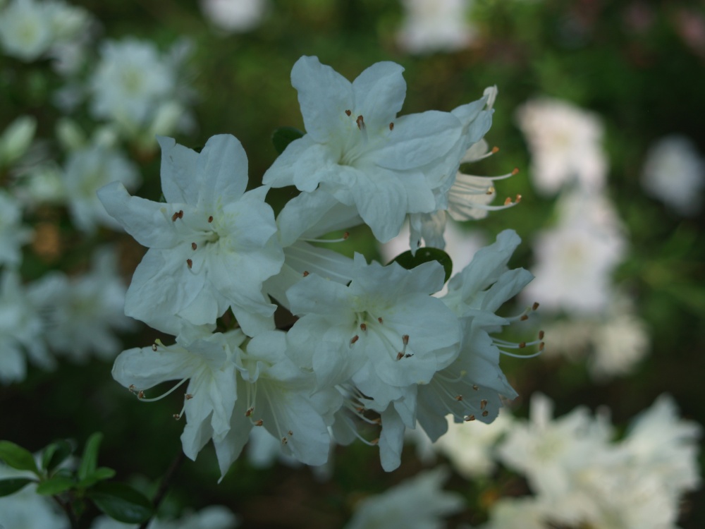 Delaware Valley White azaleas flowers early in May this year. Typically, it is a week earlier in late April. 