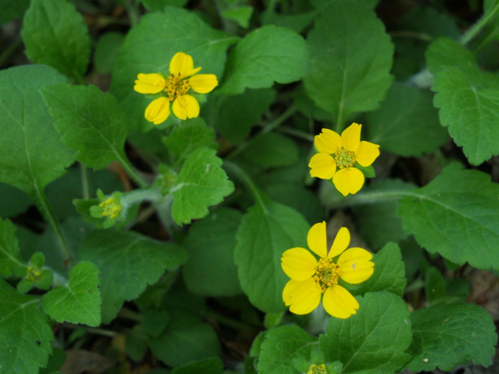Gold Star has spread to cover the dry shade garden