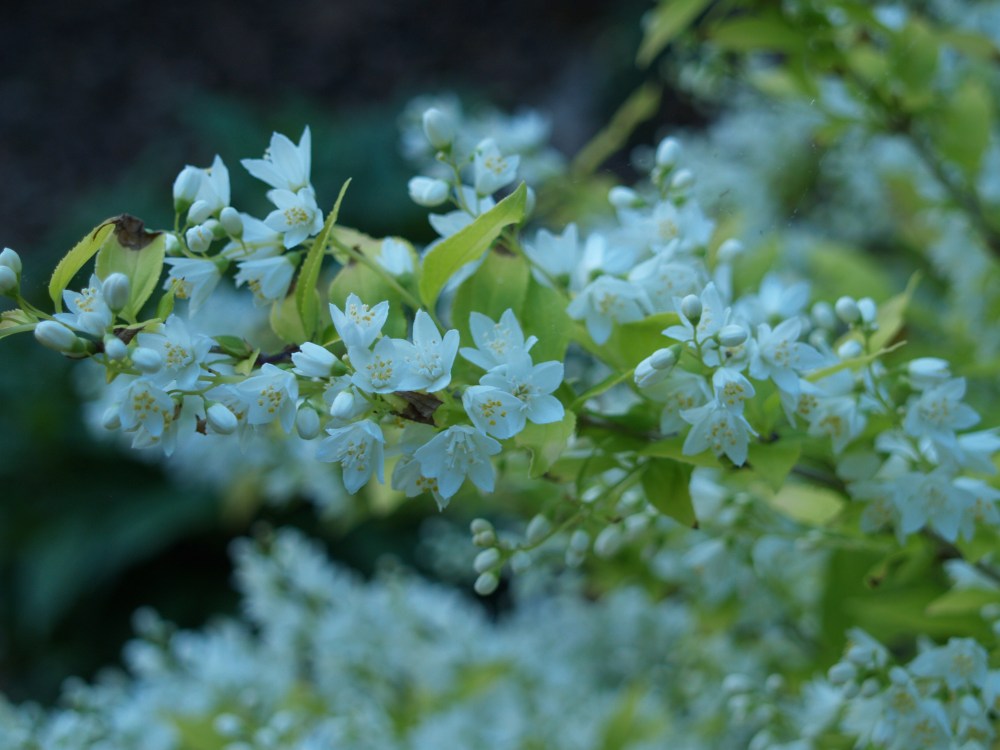 Deutzia Chardonnay Pearls