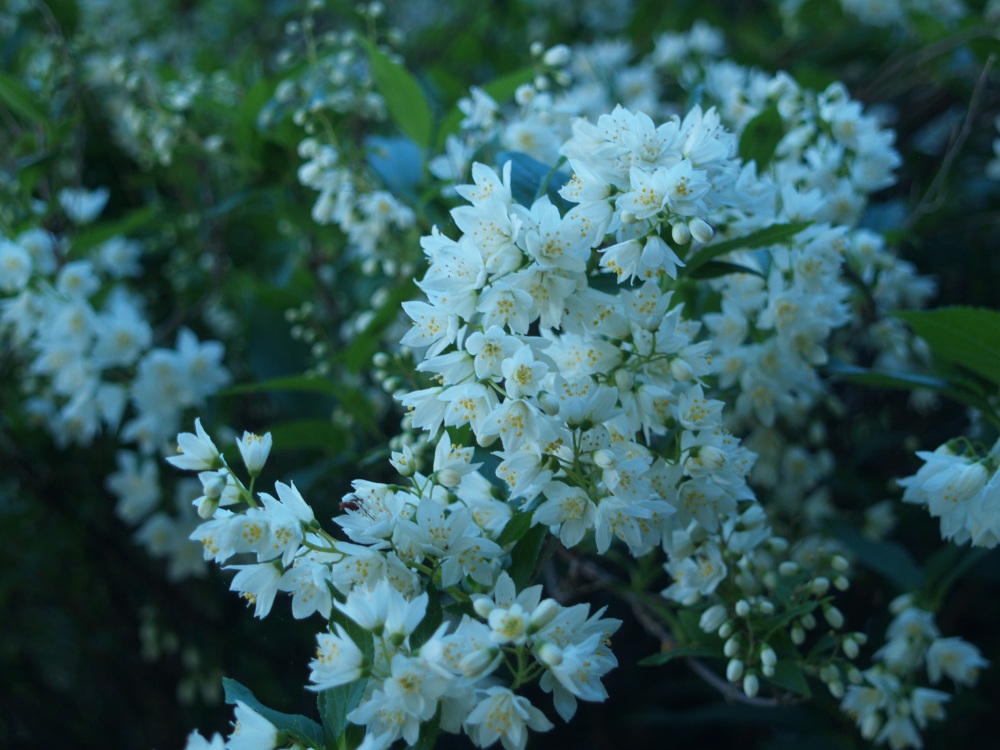 Nikko deutzia is a low growing deciduous shrub that is not much to look at until late April, but it is quite magnificent through mid spring. 