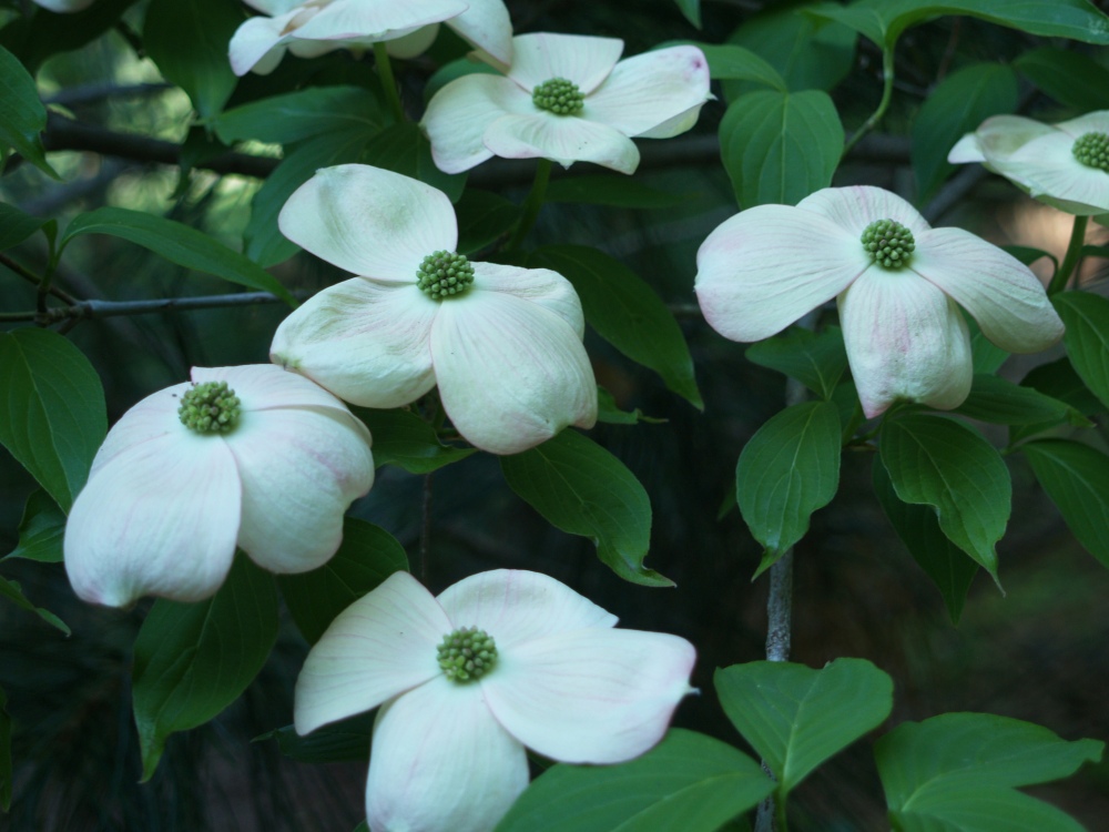 Though Stellar Pink is a splendid dogwood, I refuse to acknowledge that it is pink since it shows only a bare blush in most years. I have seen it in the lower humidity of Oregon with excellent pink flowers, but only once in fifteen years in my Virginia garden.
