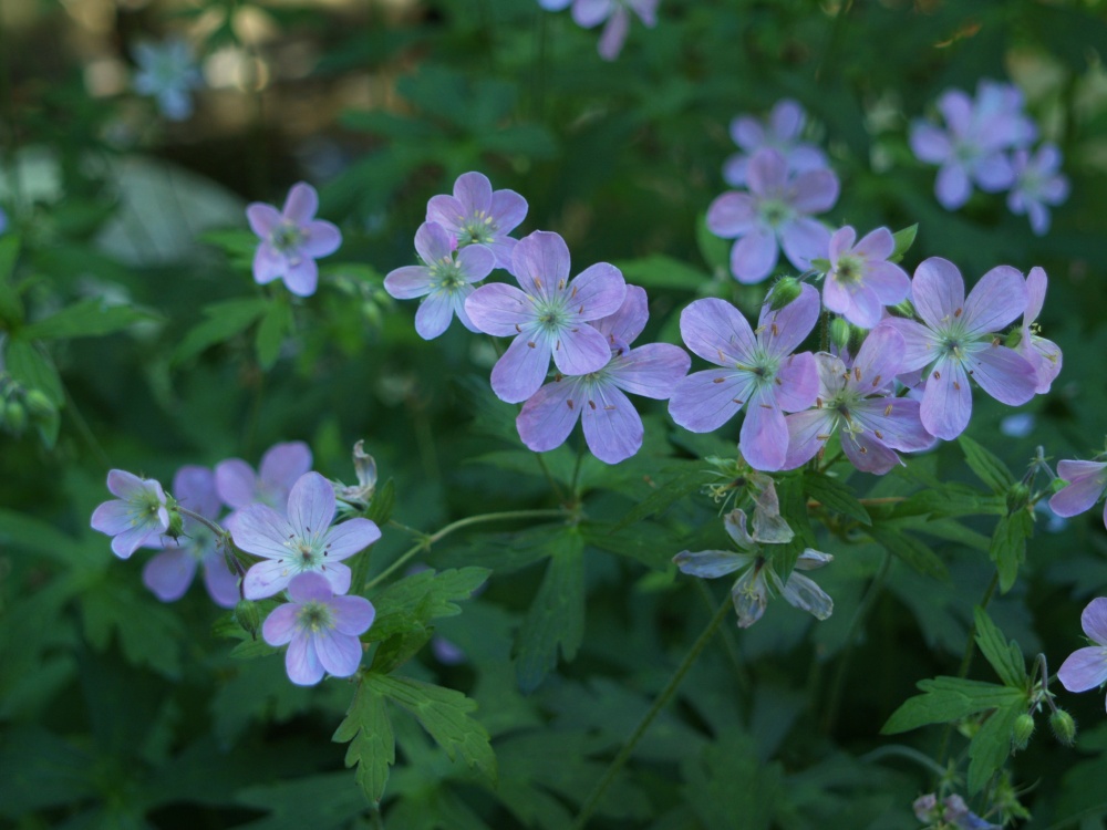Seedlings of Espresso geranium have similar blooms, but the foliage ranges from burgundy to nearly green. The seedlings are abundant, but they are easily controlled and they often pop up in unexpected places that work for the best.