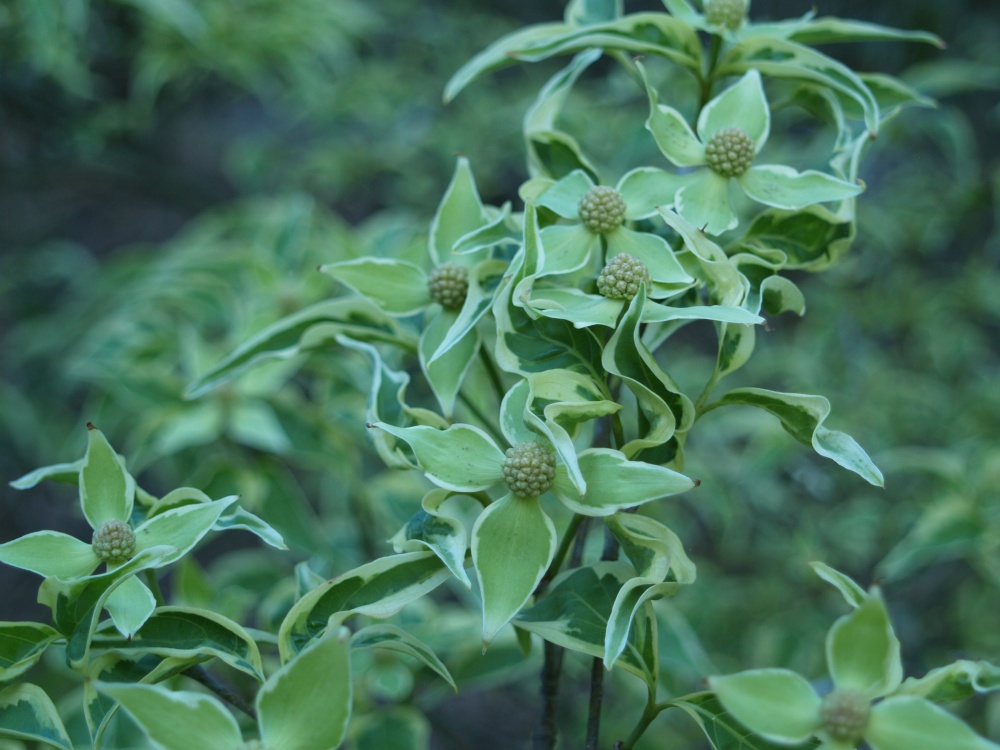 The developing flowers of Wolf Eyes dogwood are variegated, with a green center and white edges, just like the leaves. In a week or two the flowers will be completely white.