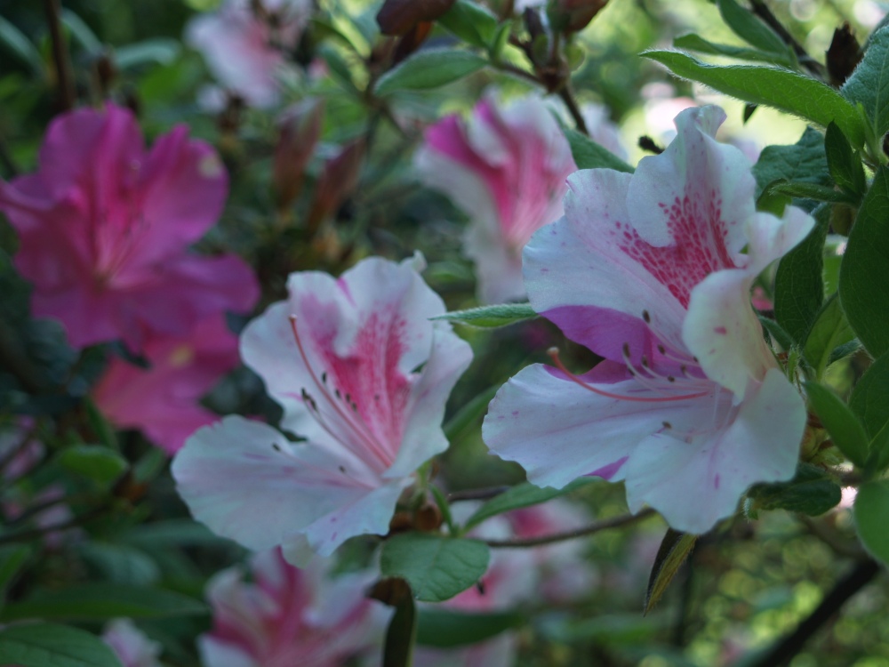 Encore Twist azalea displays flowers in a variety of patterns of color.