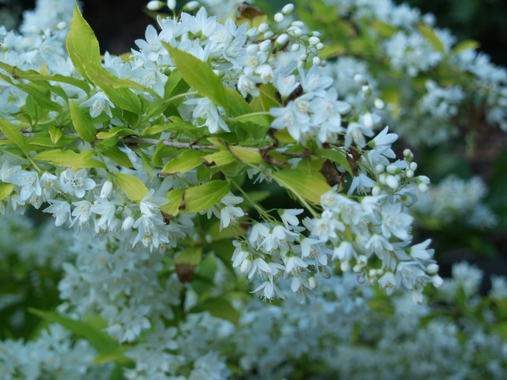 Chardonnay Pearls deutzia is a mass of white blooms in early May, then it displays chartreuse foliage into early summer. 