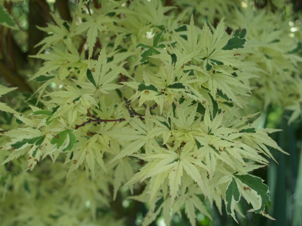 Butterfly Japanese maple