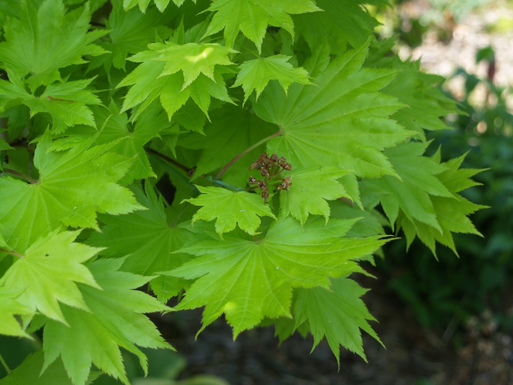The Golden Full Moon Japanese maple is the aristocrat of plants with yellow foliage. I see that it is warned to keep it out from direct sun, bu this is planted with only late afternoon protection without a problem.