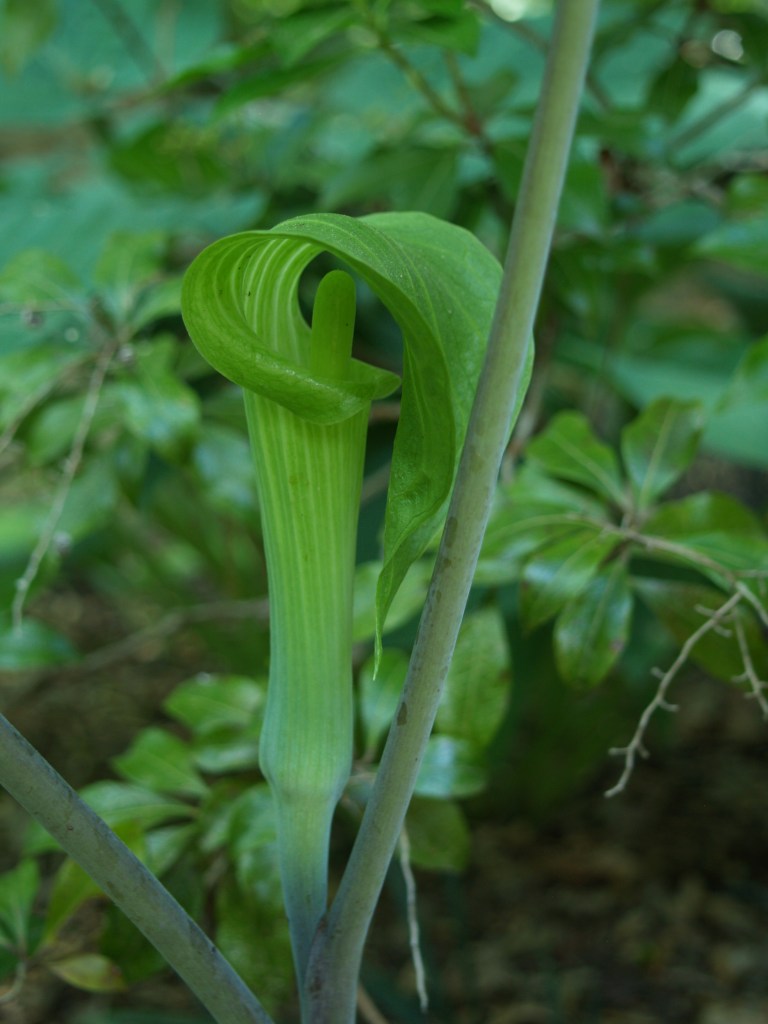 Jack-in-the-Pulpit