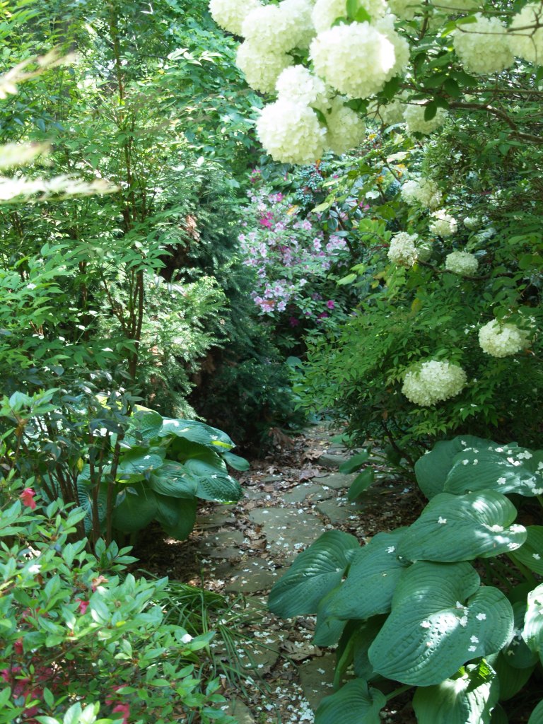 The stone path beside the house is barely passable with hostas, nandinas, azaleas, mahonias, and viburnum in the way.