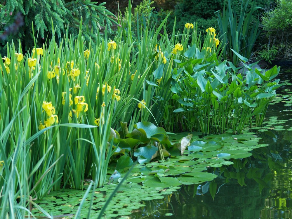 Sweetflag, yellowflag, water lilies, and pickerelweed along the pond's edge