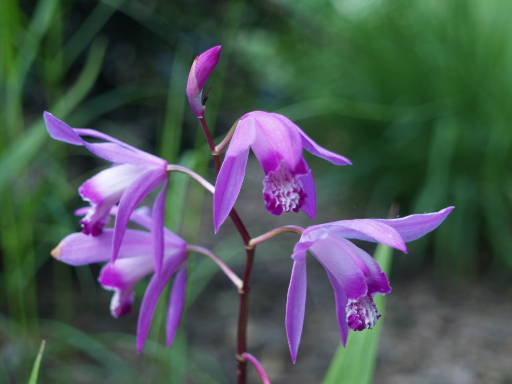 Bletilla striata