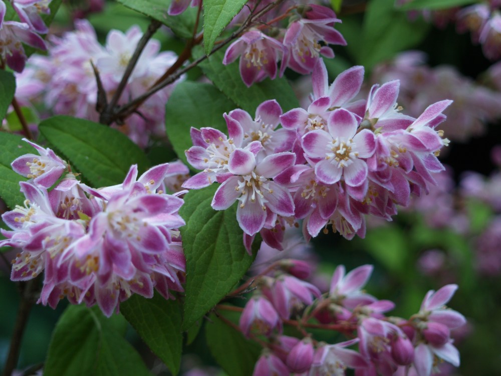 Deutzia 'Magicien'